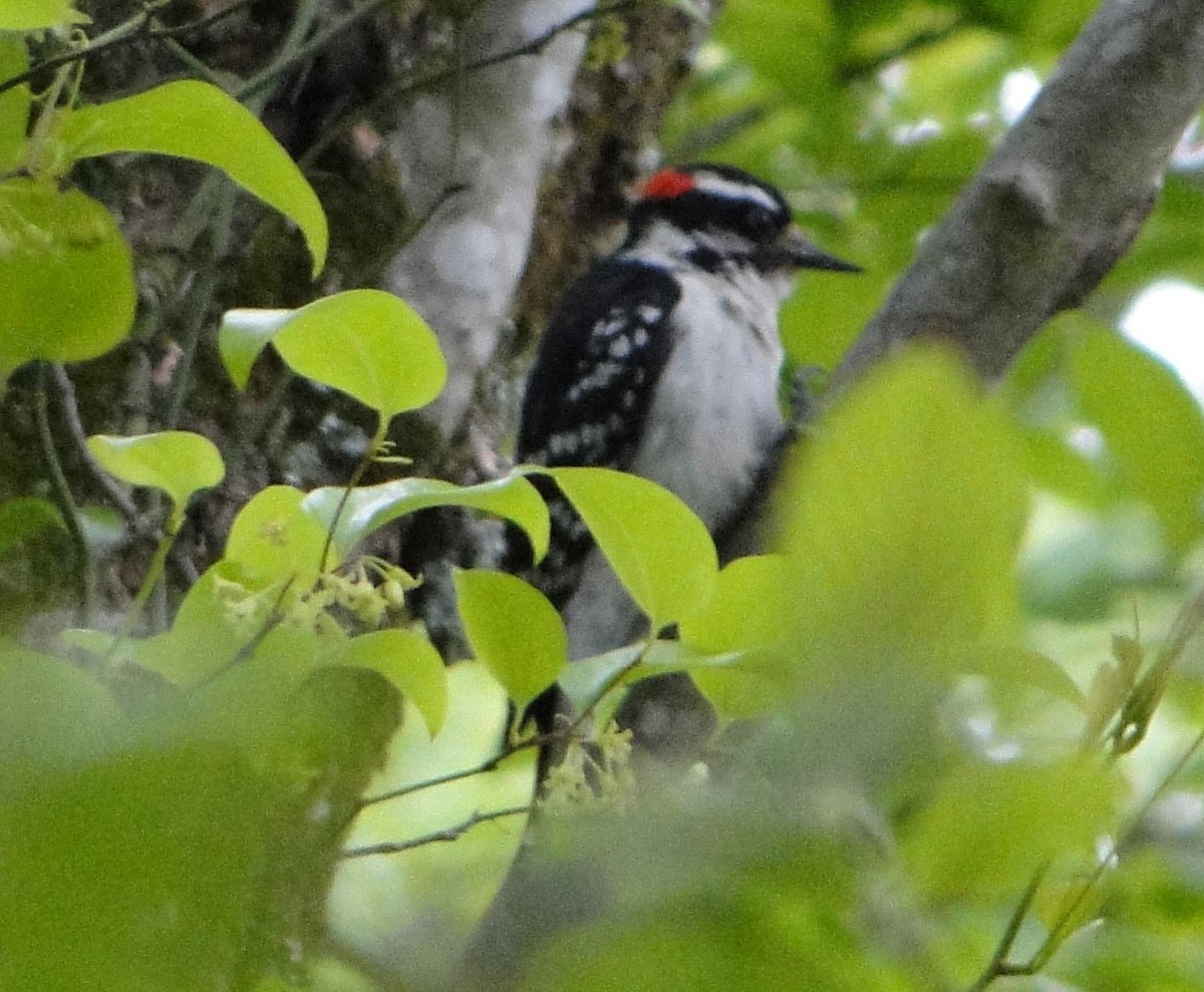 セジロコゲラ - ML618072611