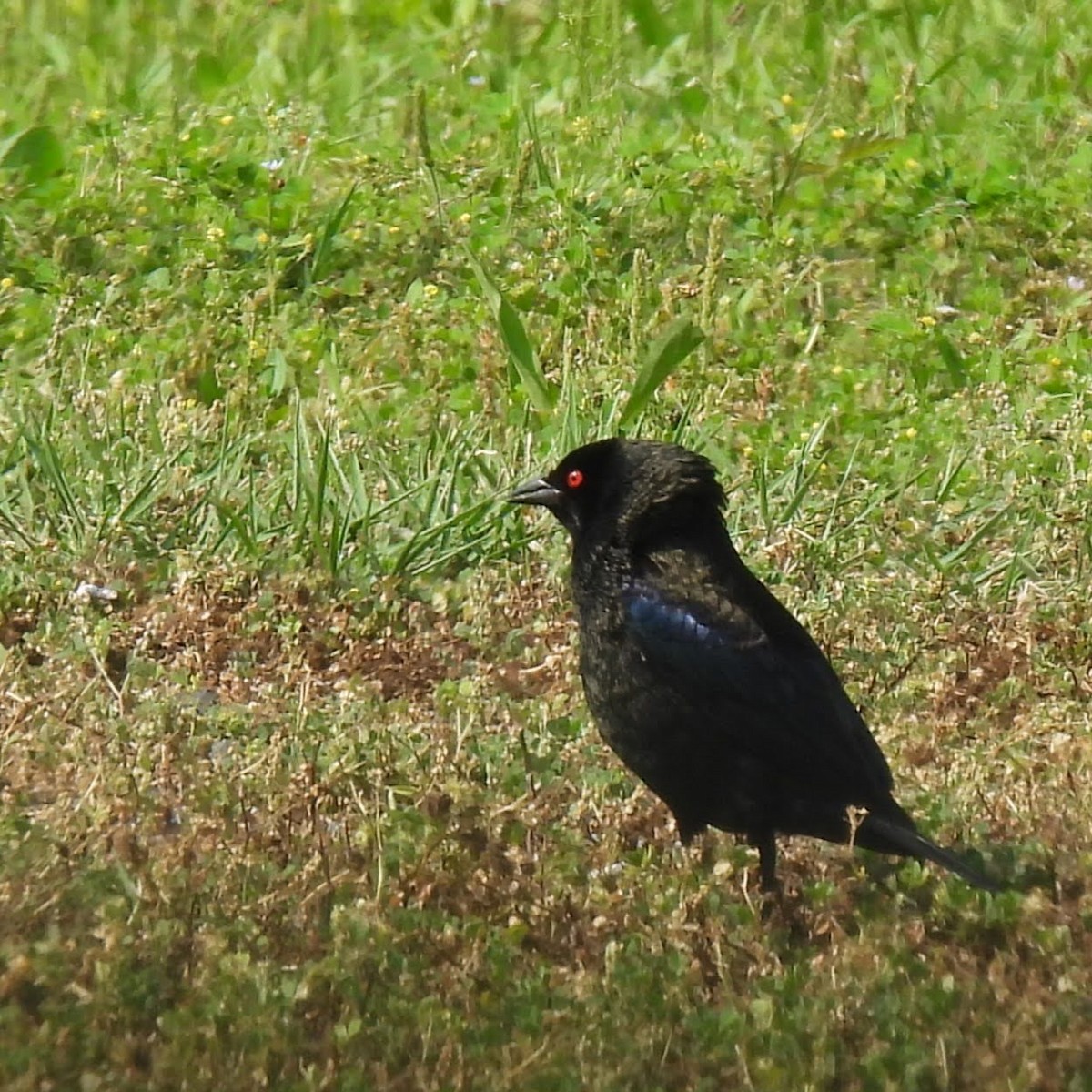 Bronzed Cowbird - Margi Finch