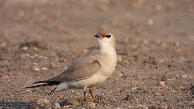 Small Pratincole - ML618072617