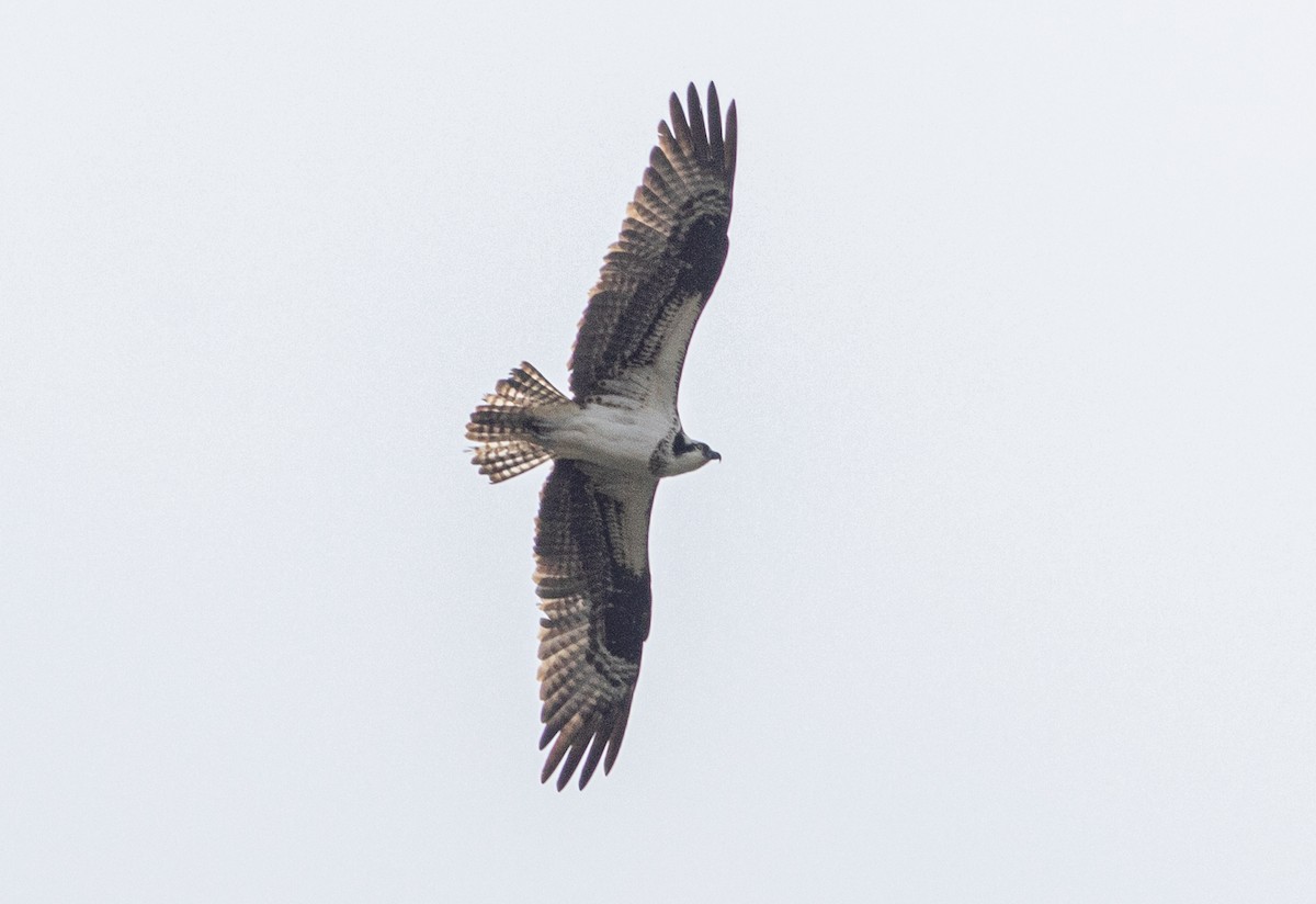 Águila Pescadora - ML618072628