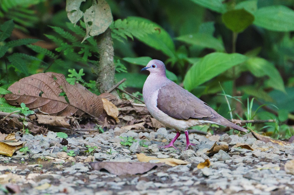 White-tipped Dove - ML618072636