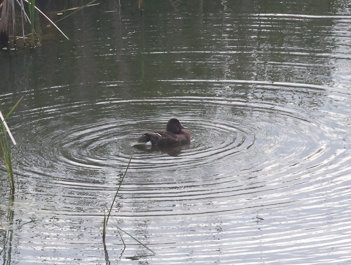 Ferruginous Duck - Mileta Čeković