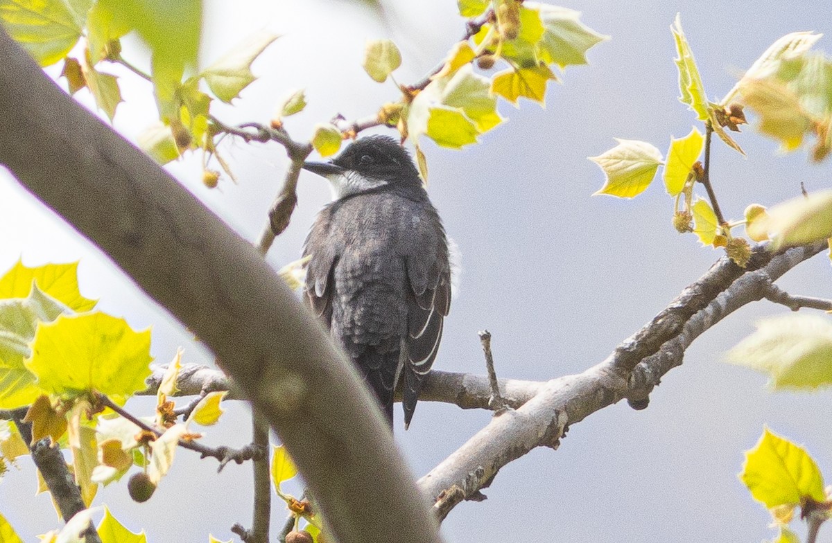 Eastern Kingbird - ML618072641