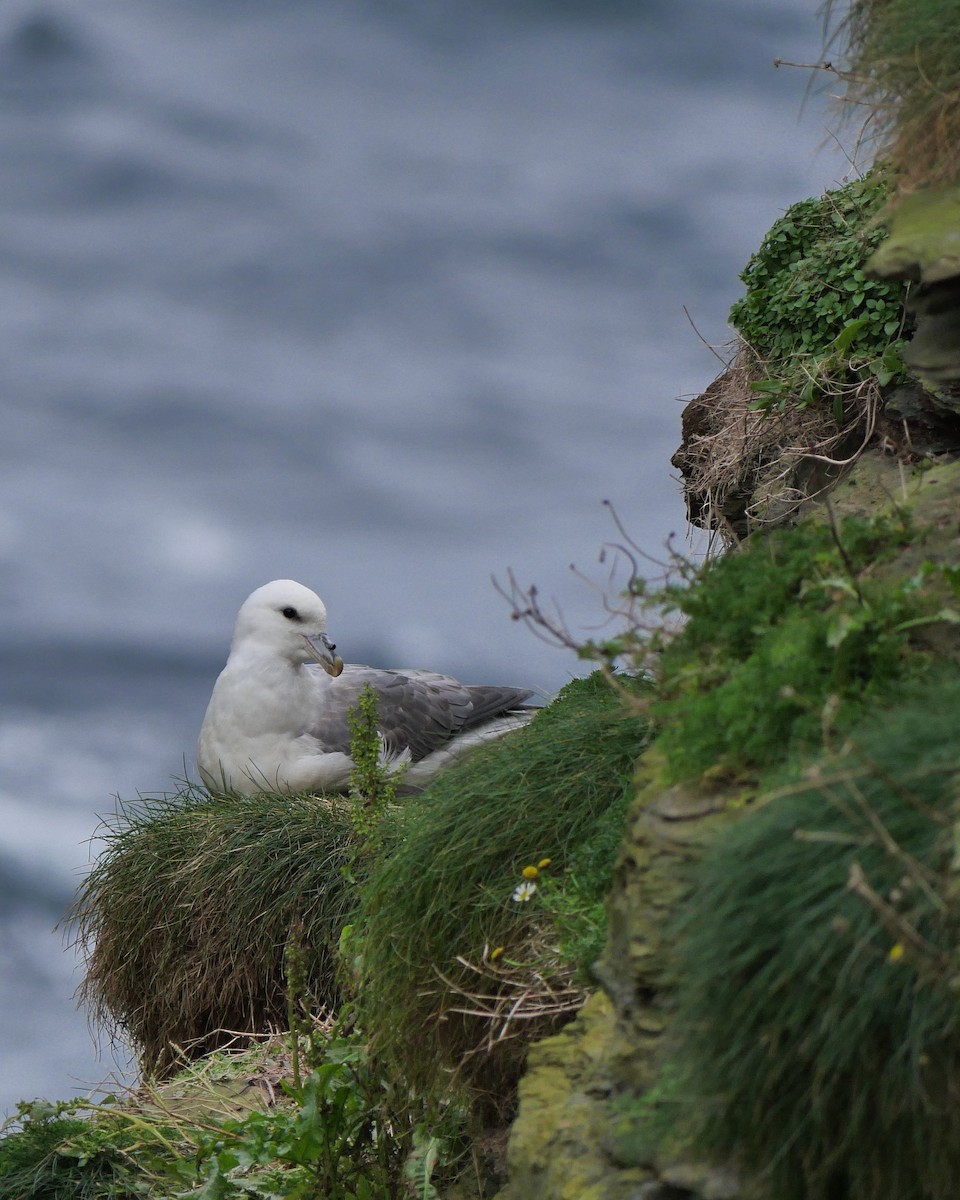 Northern Fulmar - ML618072644