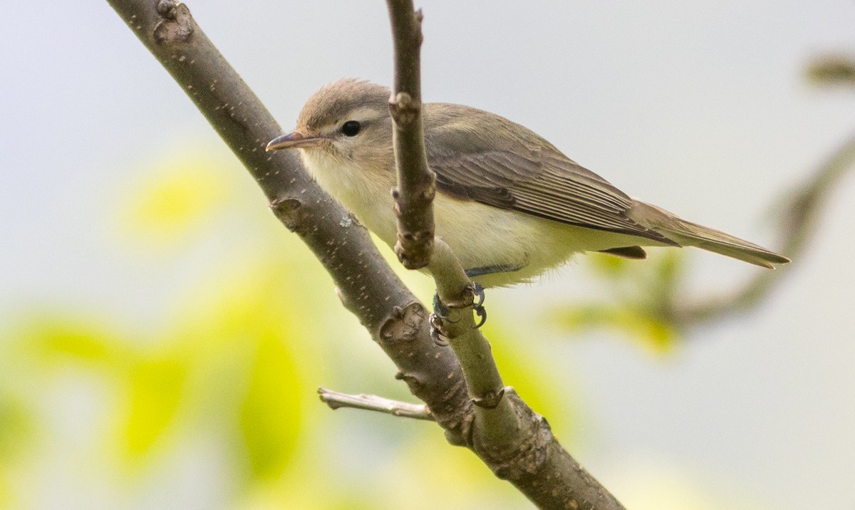 Warbling Vireo - ML618072645