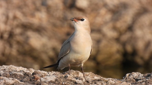 Small Pratincole - ML618072652