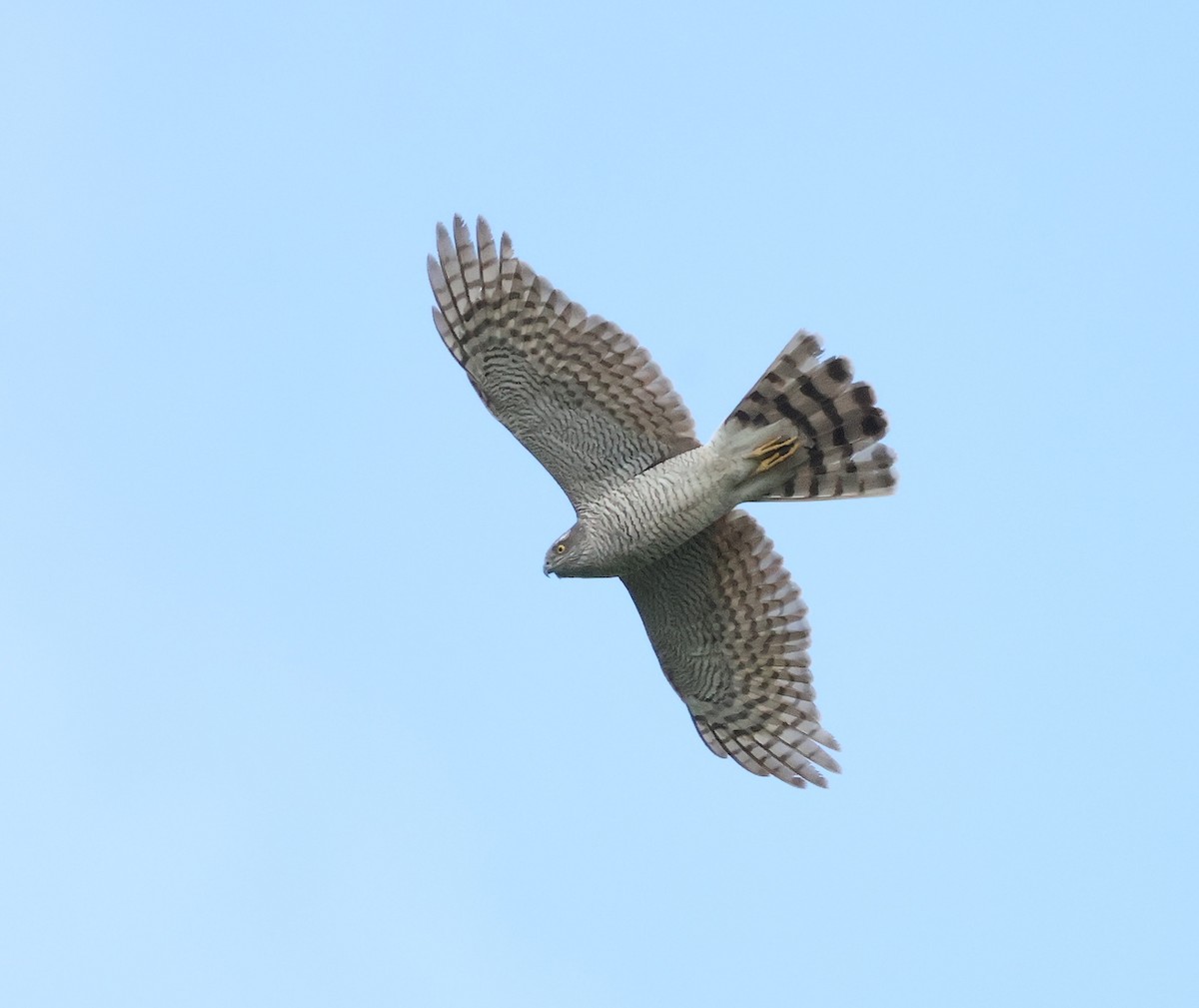 Eurasian Sparrowhawk - ML618072655