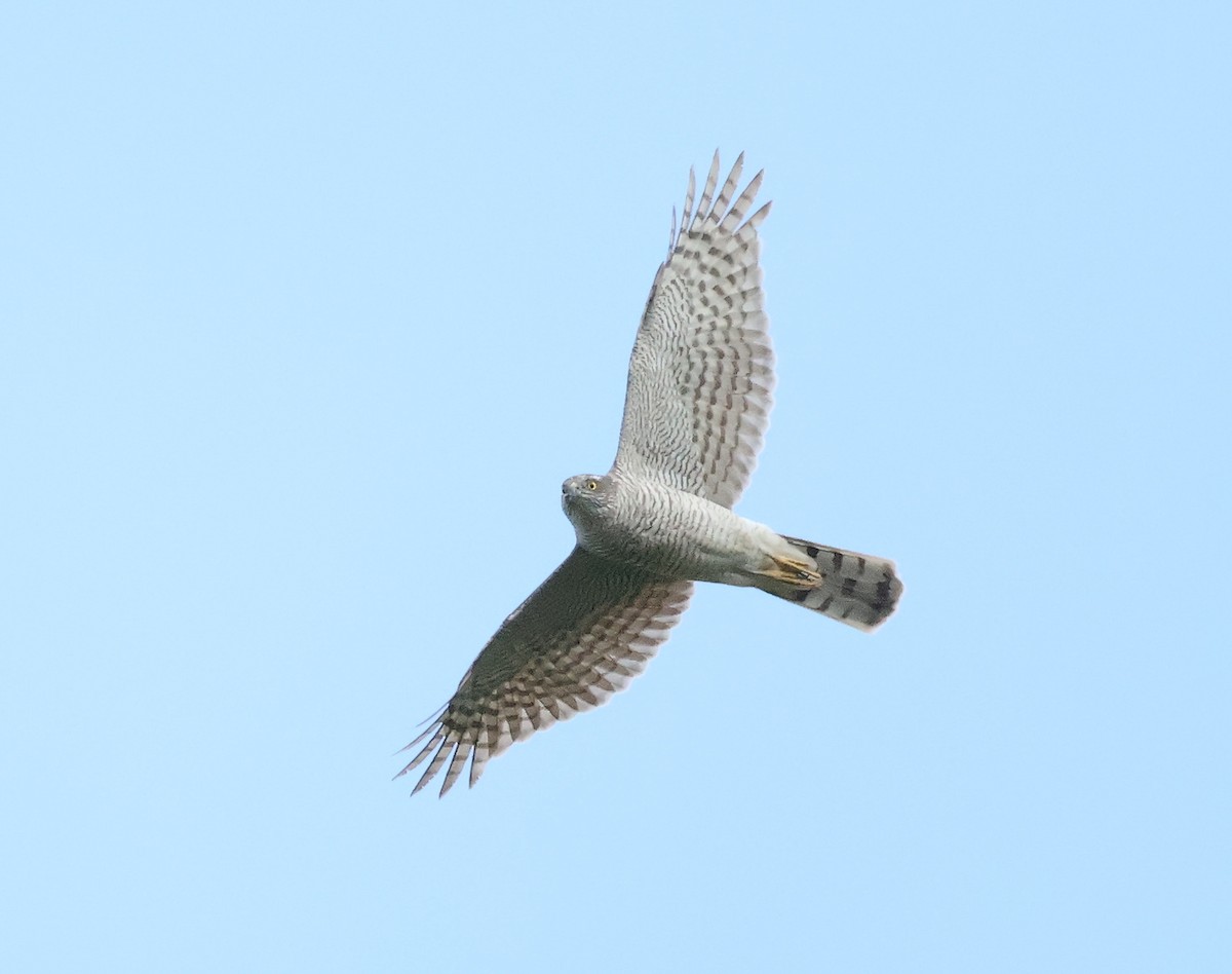 Eurasian Sparrowhawk - ML618072656