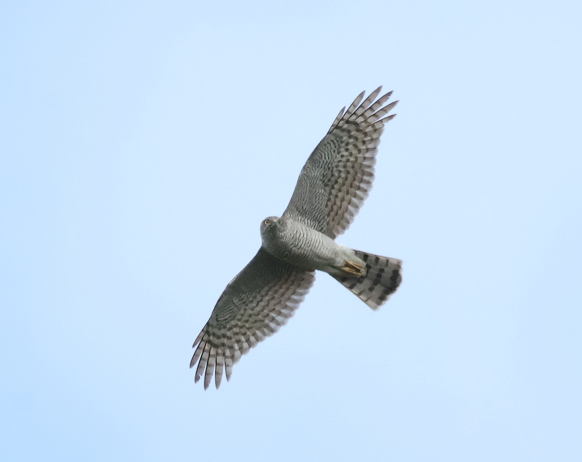 Eurasian Sparrowhawk - ML618072659