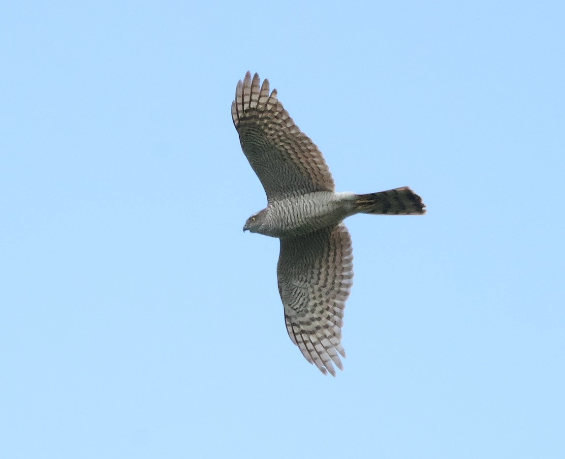 Eurasian Sparrowhawk - ML618072661