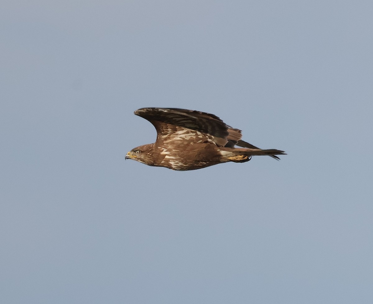 Common Buzzard - ML618072666