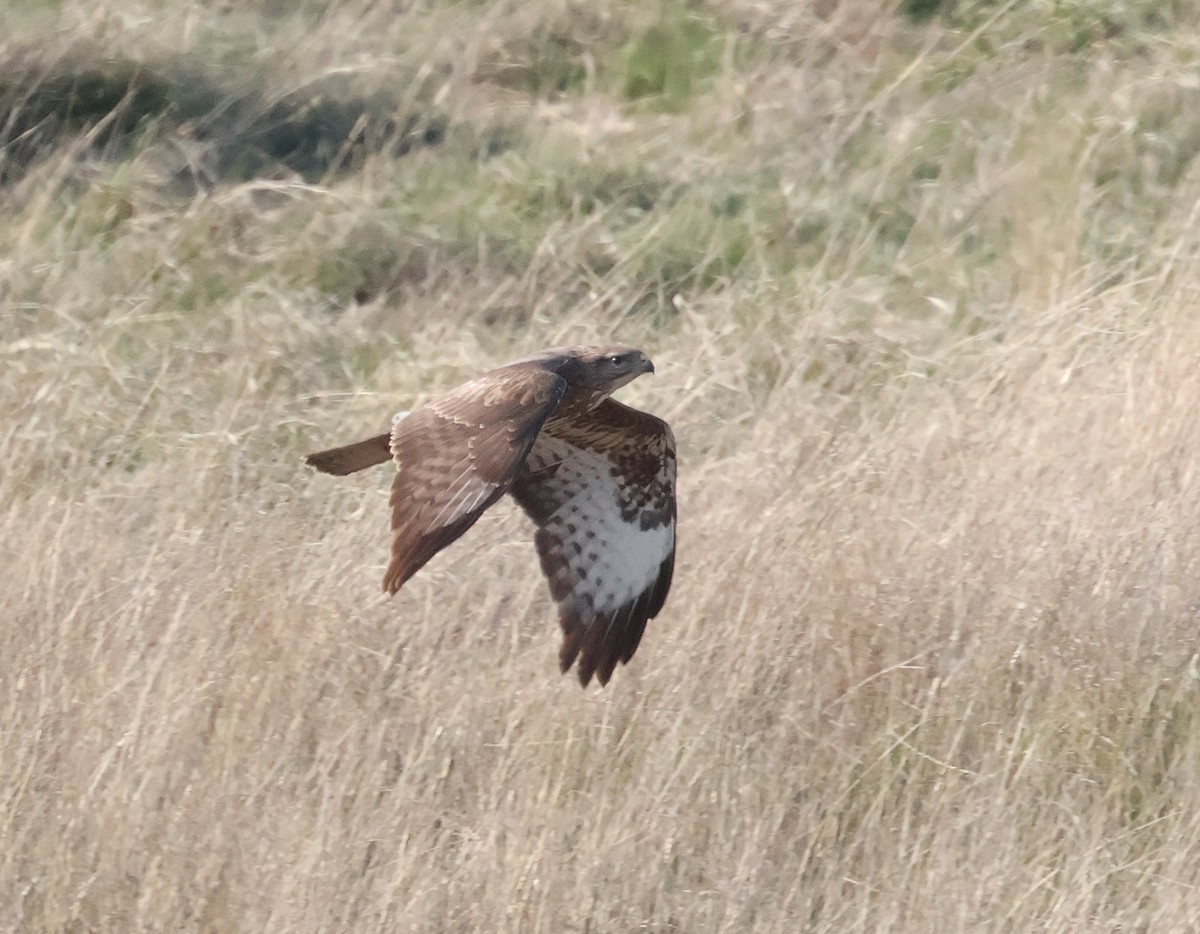 Common Buzzard - ML618072668