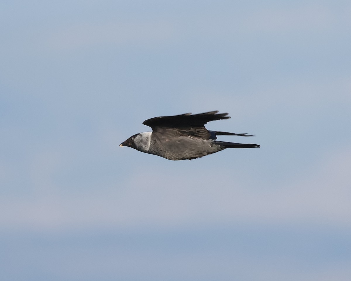 Eurasian Jackdaw - ML618072673