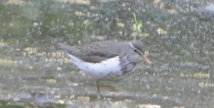 アメリカイソシギ - ML618072679