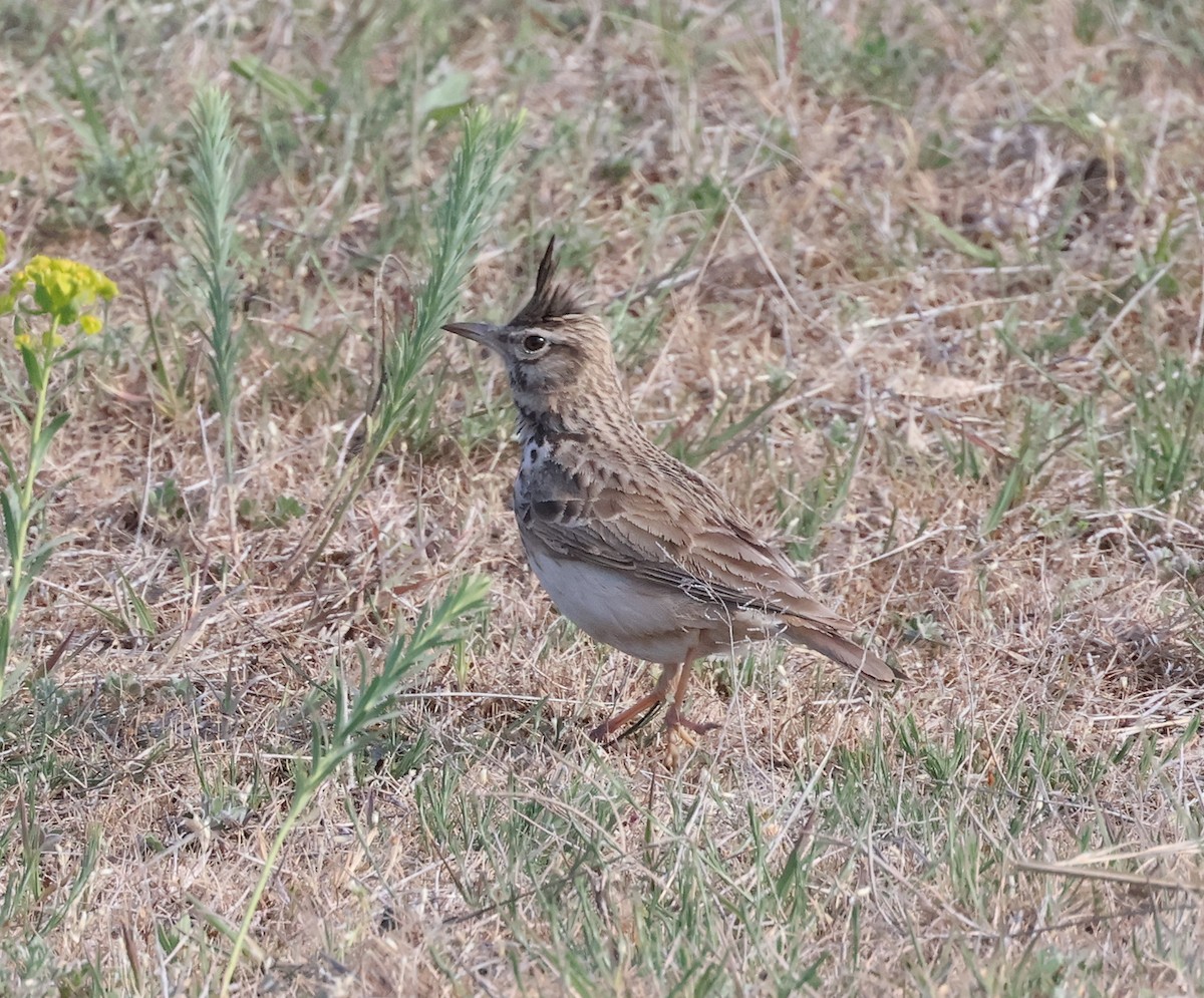 Crested Lark - ML618072680