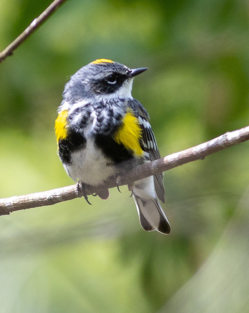 Yellow-rumped Warbler - Alex Shipherd