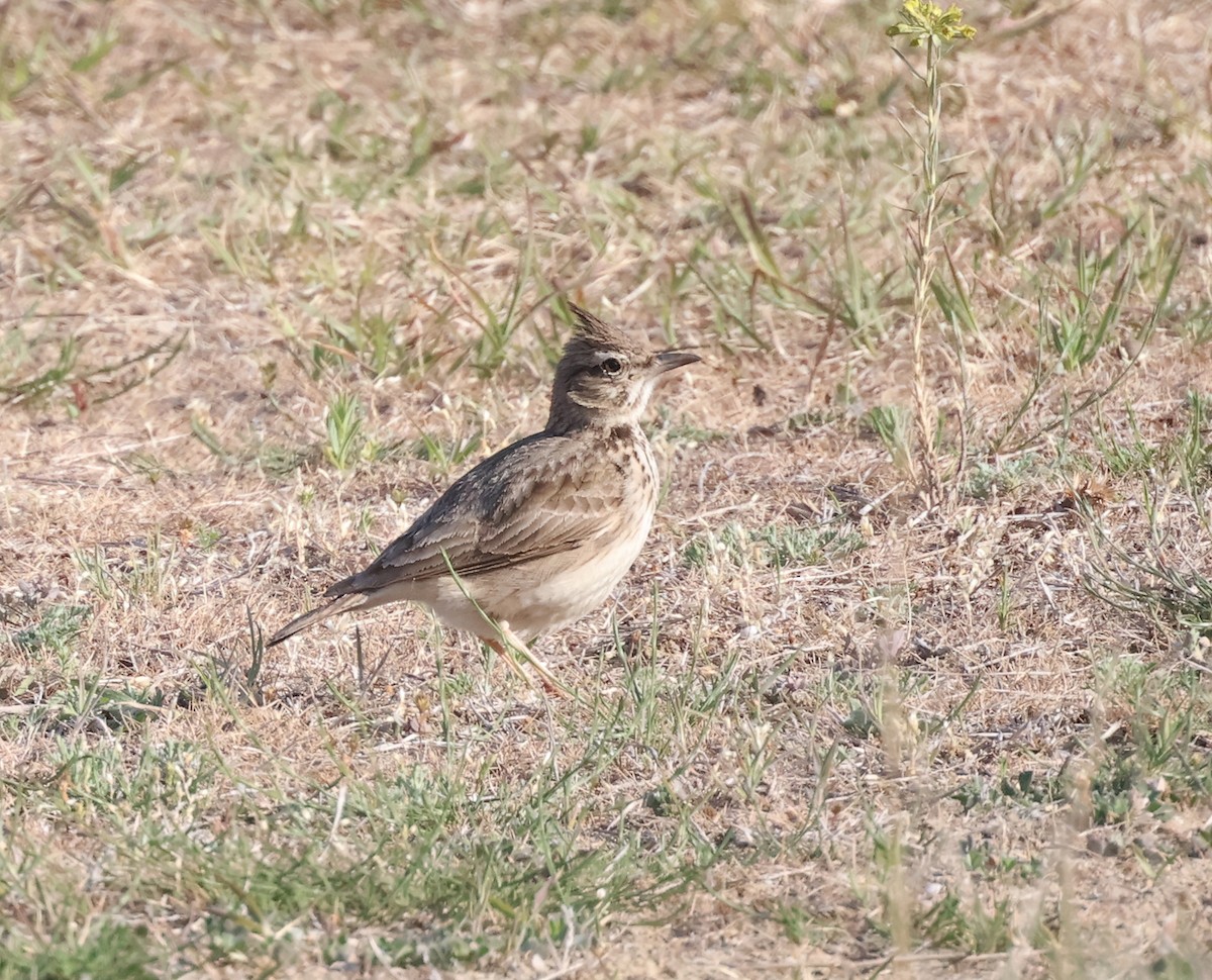 עפרוני מצויץ - ML618072683