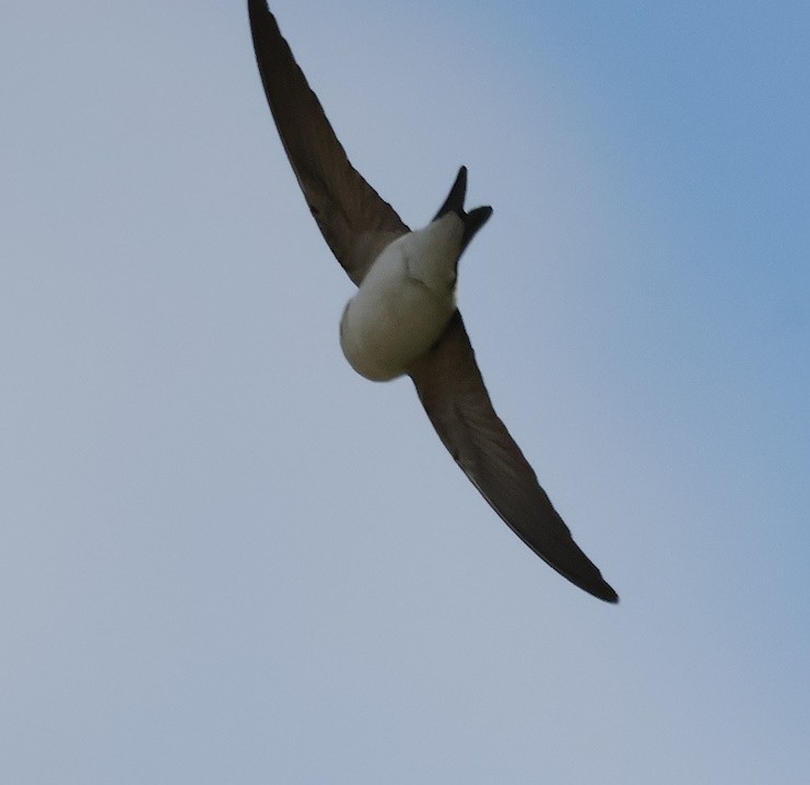 Western House-Martin - ML618072690