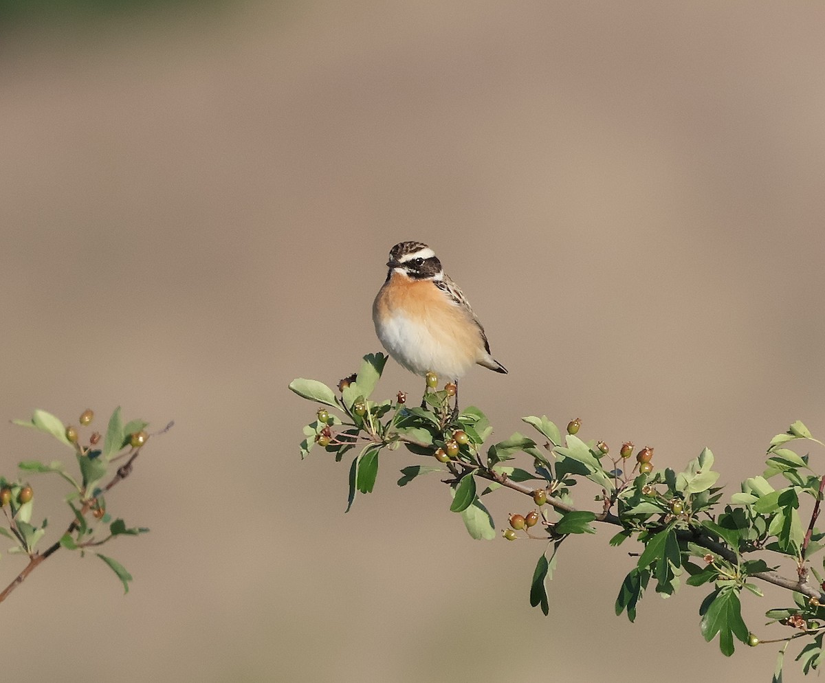 Whinchat - ML618072693