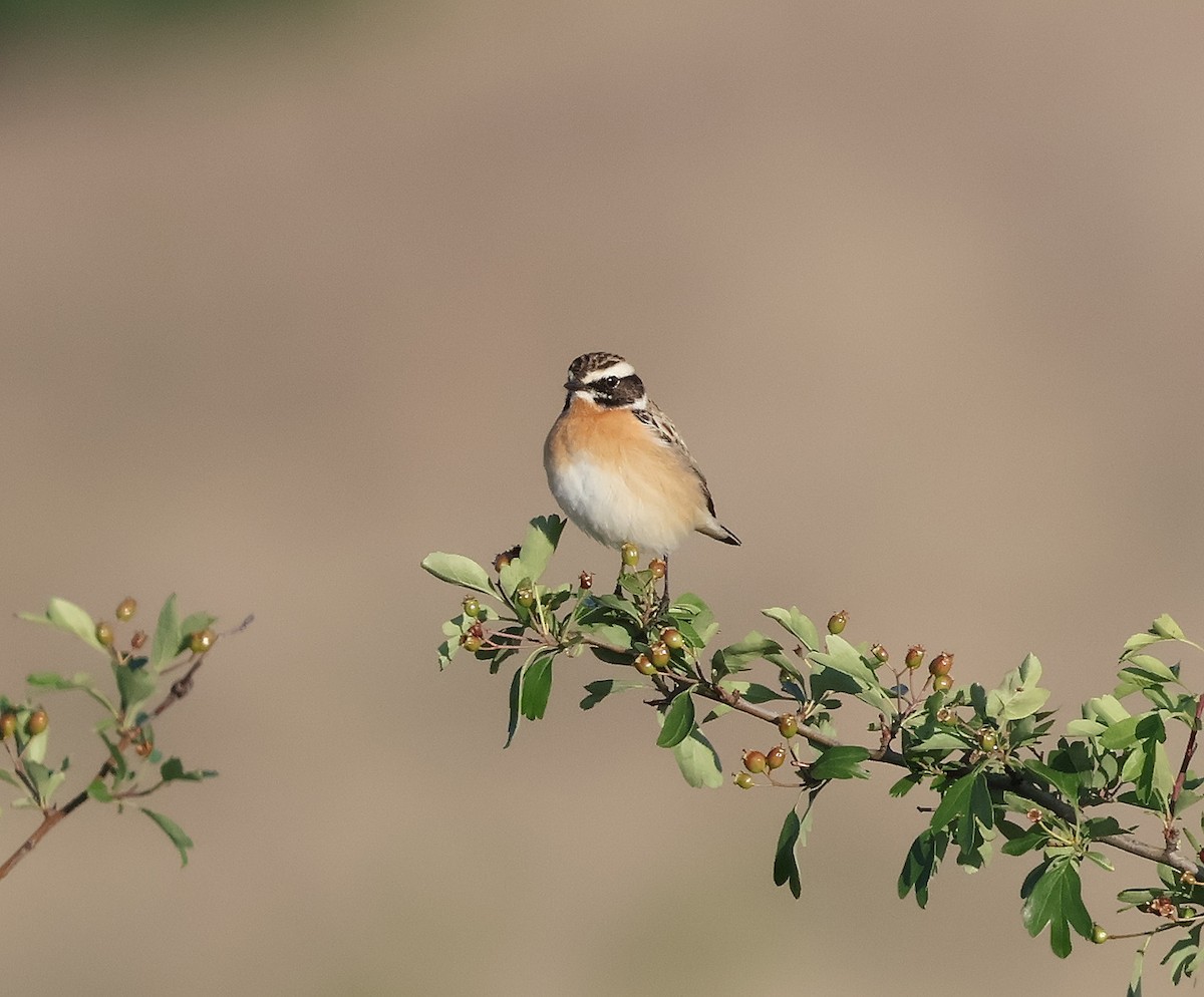 Braunkehlchen - ML618072693