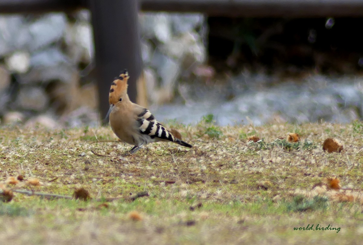 Eurasian Hoopoe - ML618072695