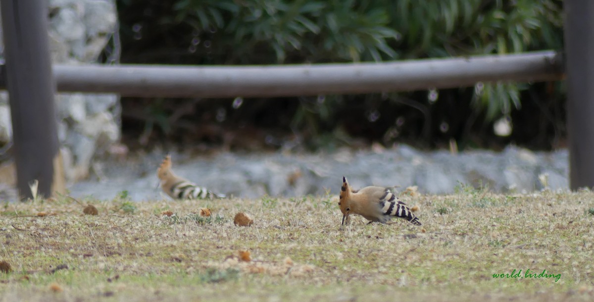 Eurasian Hoopoe - ML618072696