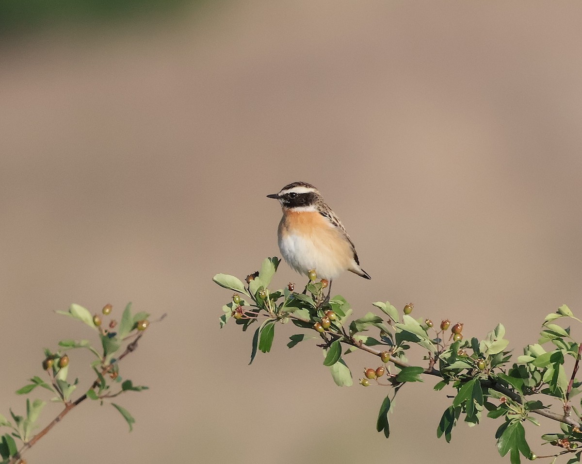 Whinchat - ML618072697