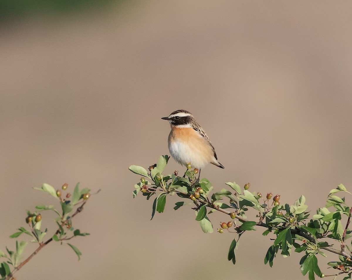 Braunkehlchen - ML618072697