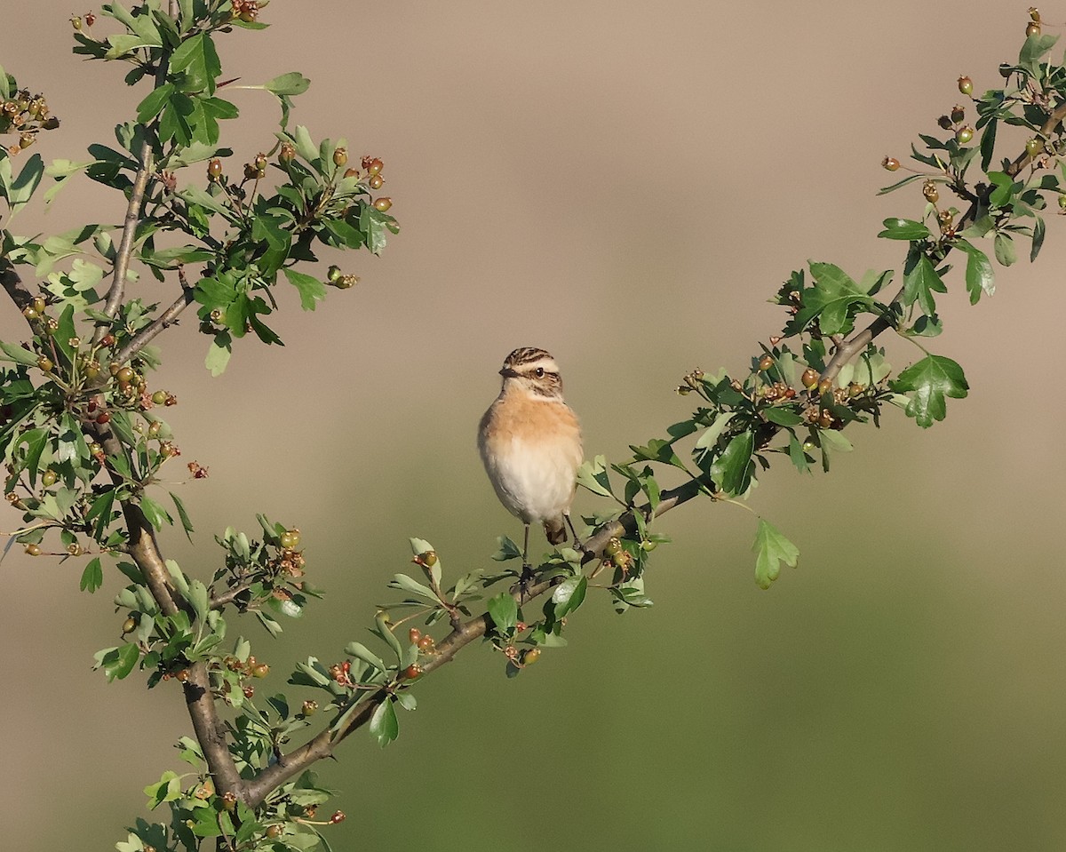 Whinchat - ML618072698