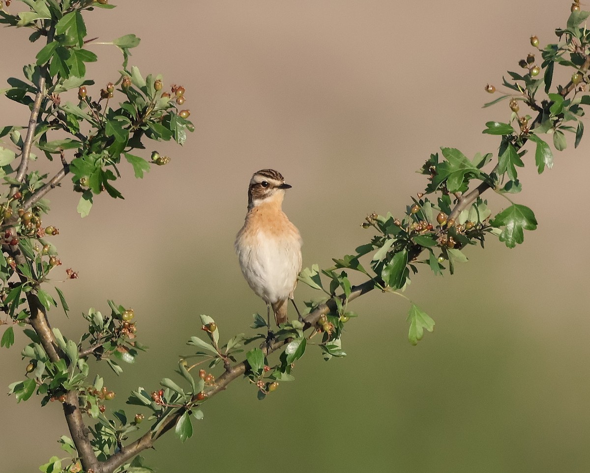 Whinchat - ML618072699