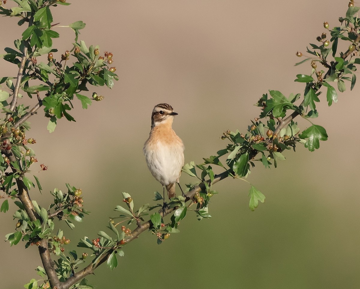 Braunkehlchen - ML618072699