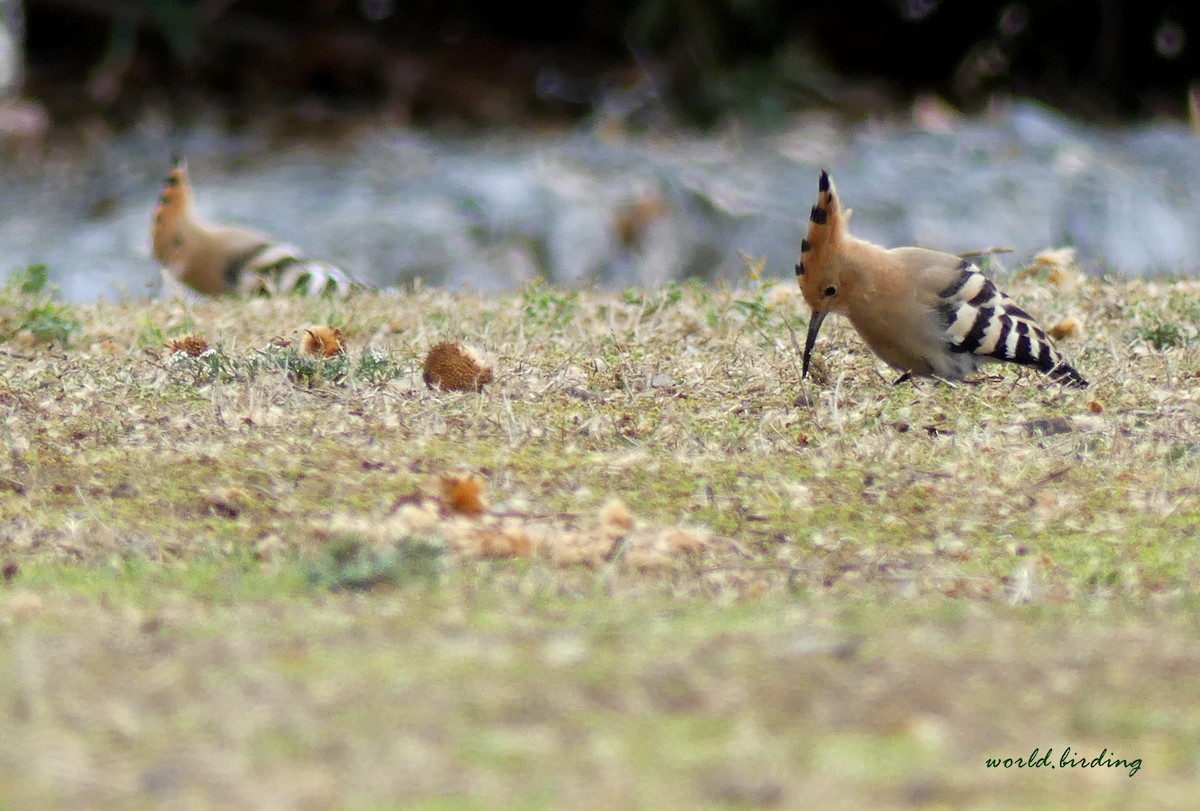 Eurasian Hoopoe - ML618072700