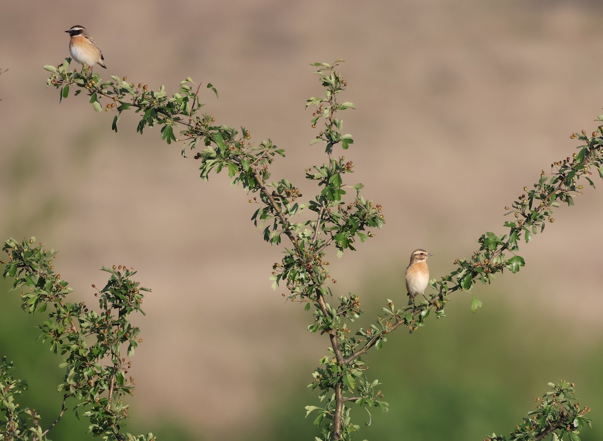 Braunkehlchen - ML618072703