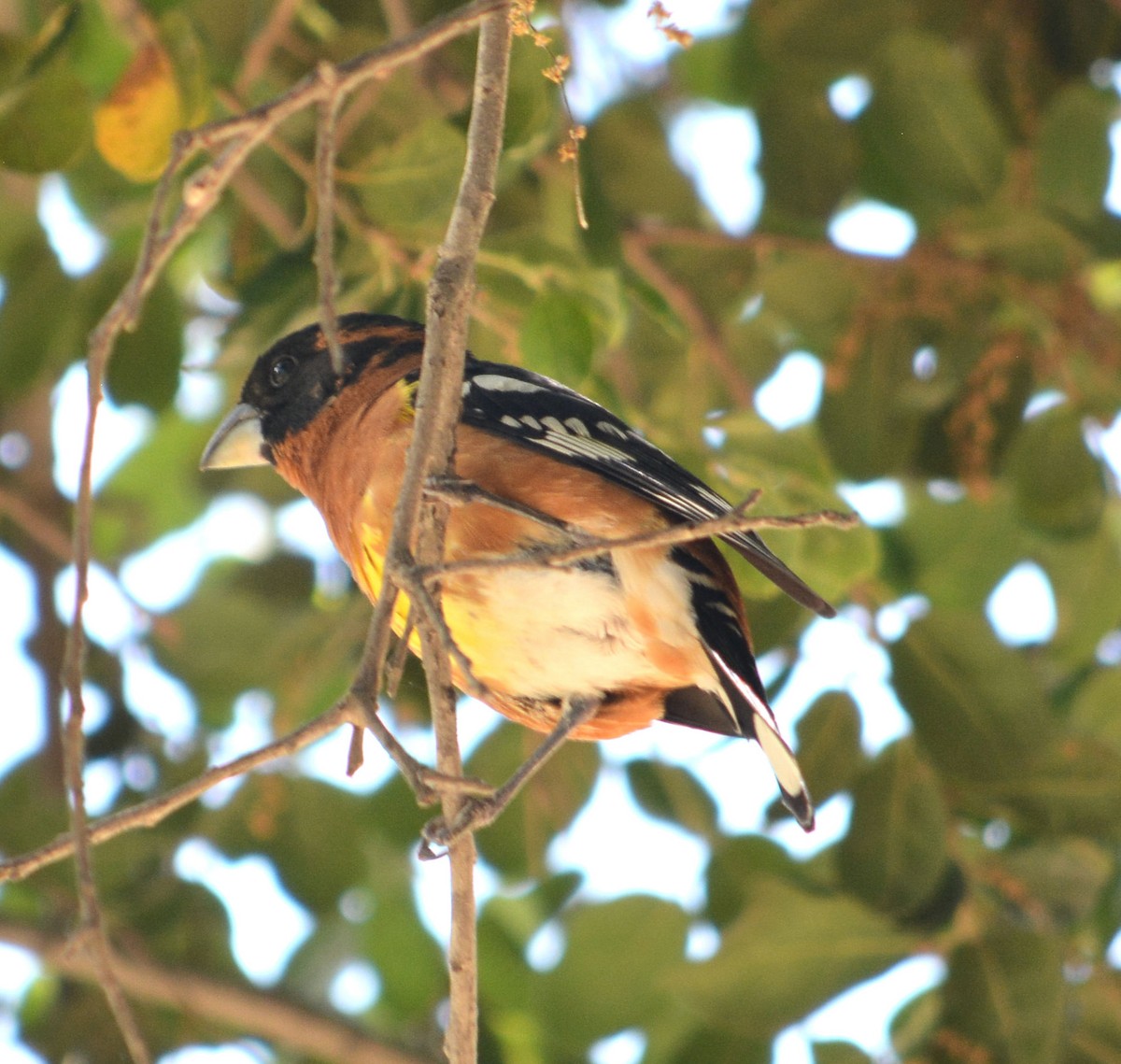 Black-headed Grosbeak - Tom Pollock 🐔