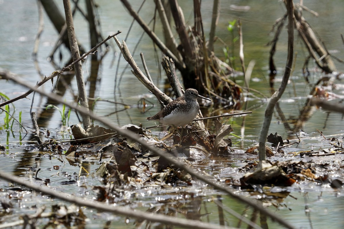 Solitary Sandpiper - ML618072706