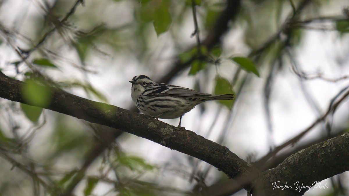 Black-and-white Warbler - Tianshuo Wang