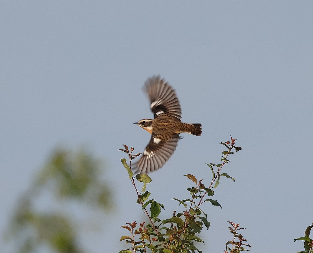 Whinchat - ML618072709