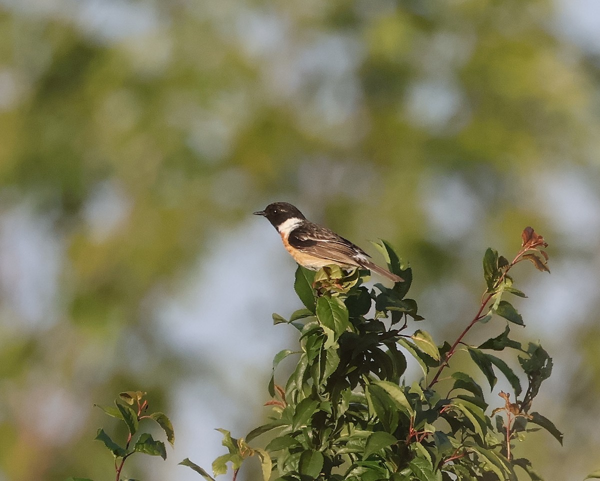 European Stonechat - ML618072710