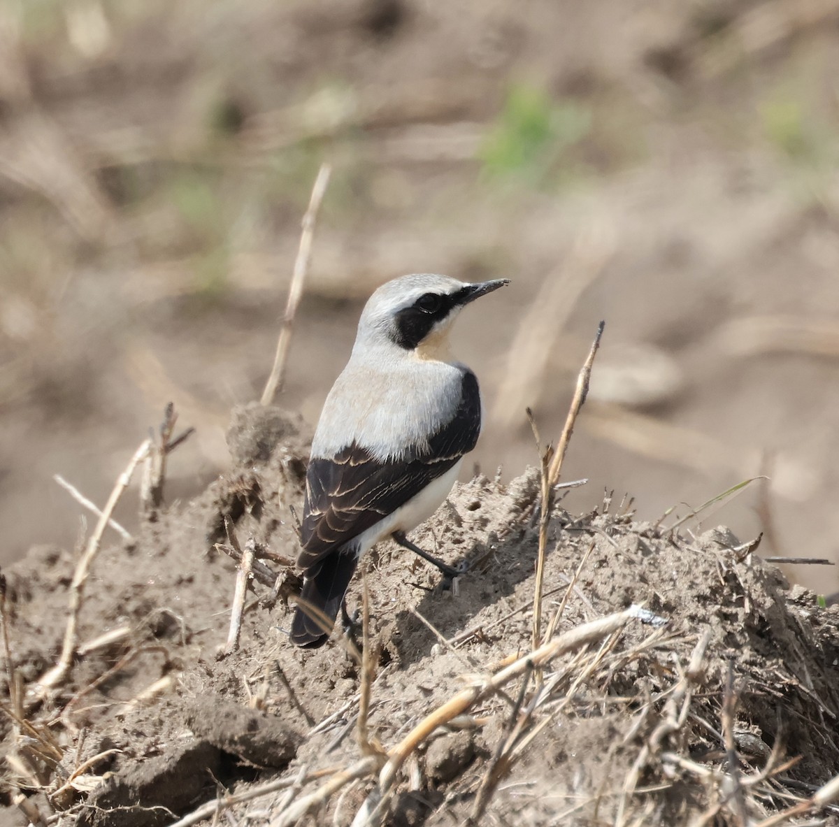 Northern Wheatear - Mileta Čeković