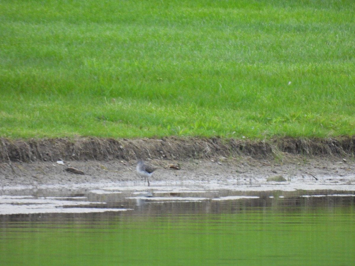 Solitary Sandpiper - Corinna Honscheid