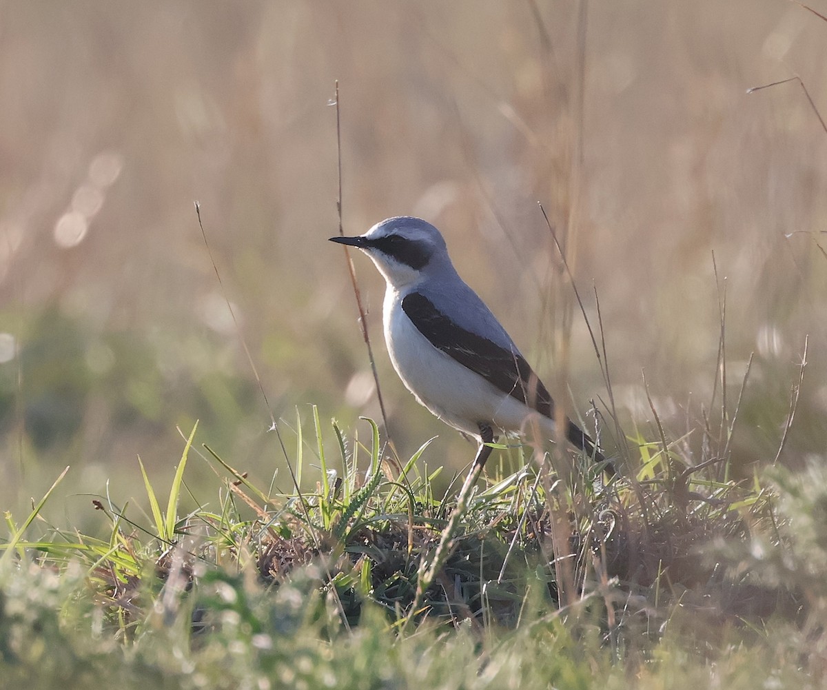 Northern Wheatear - ML618072720