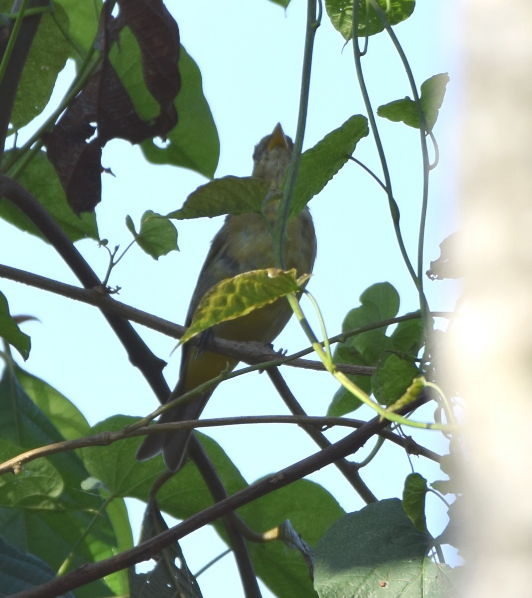 Western Tanager - Zuly Escobedo / Osberto Pineda