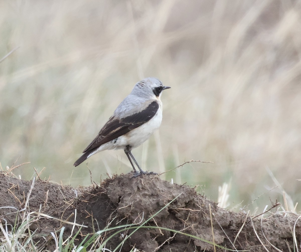 Northern Wheatear - ML618072724