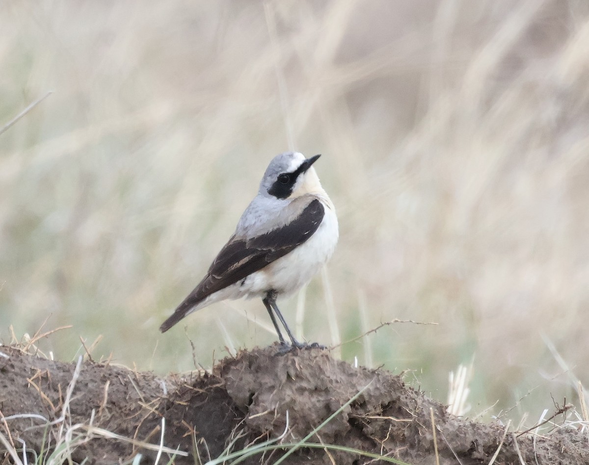 Northern Wheatear - ML618072727