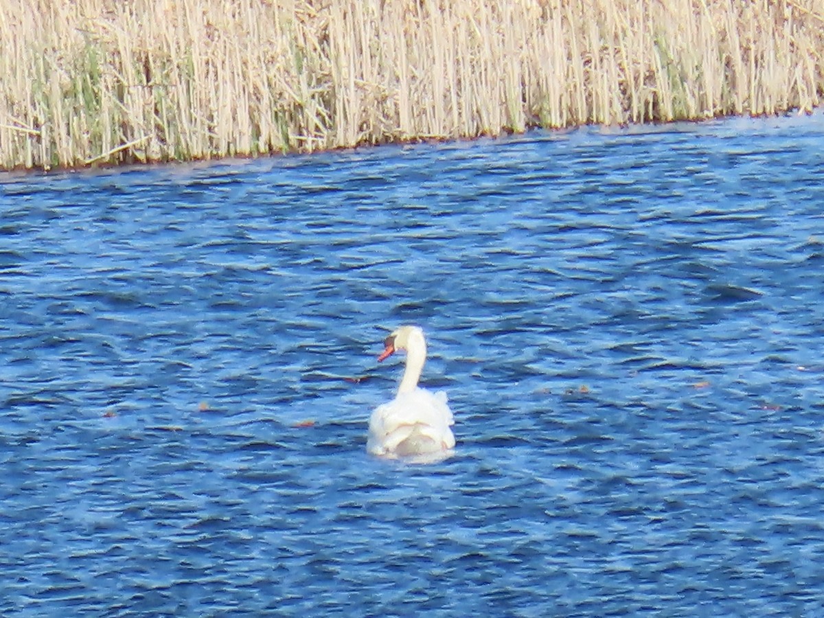 Mute Swan - Elizabeth Ferber