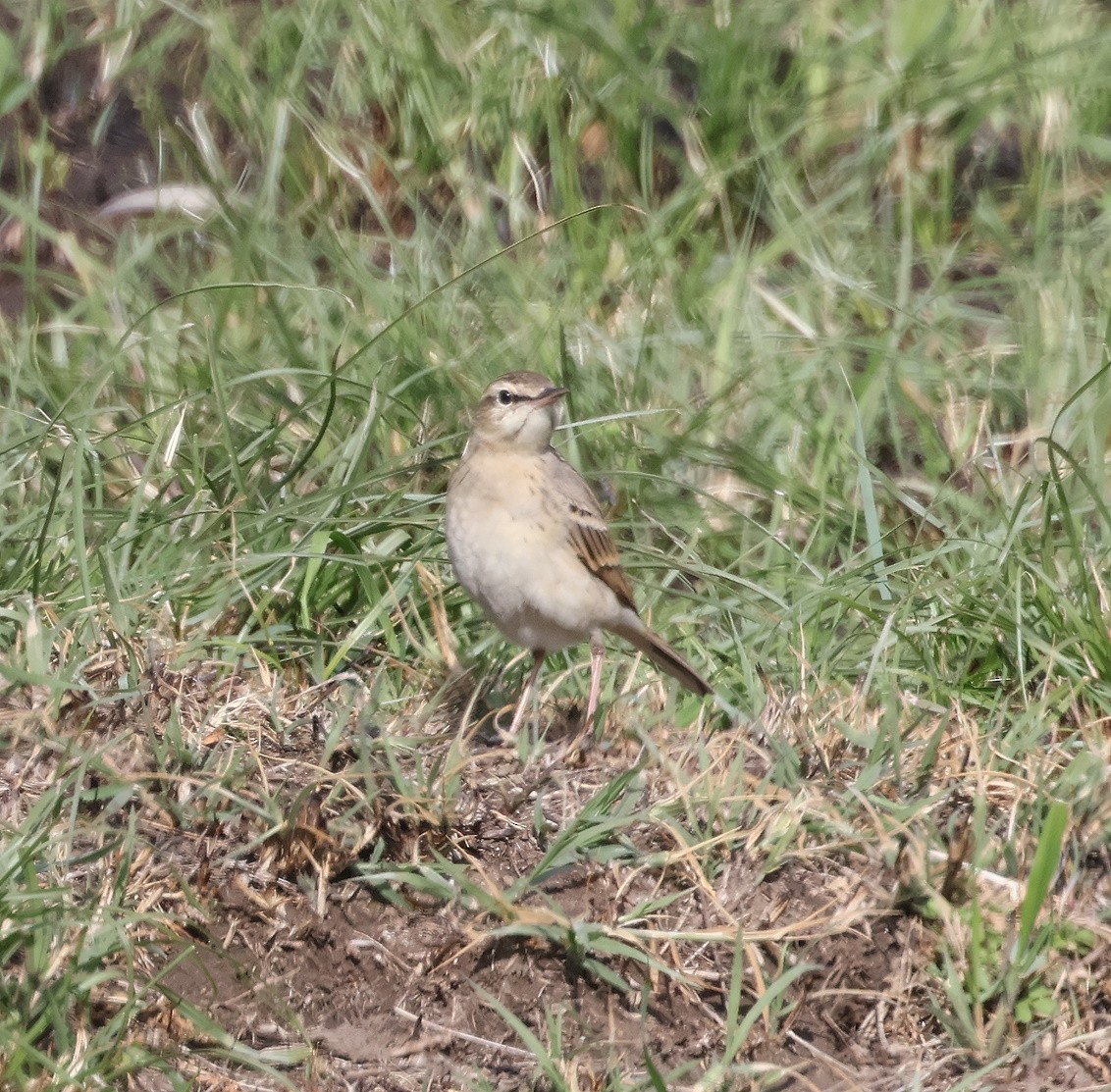 Pipit rousseline - ML618072730