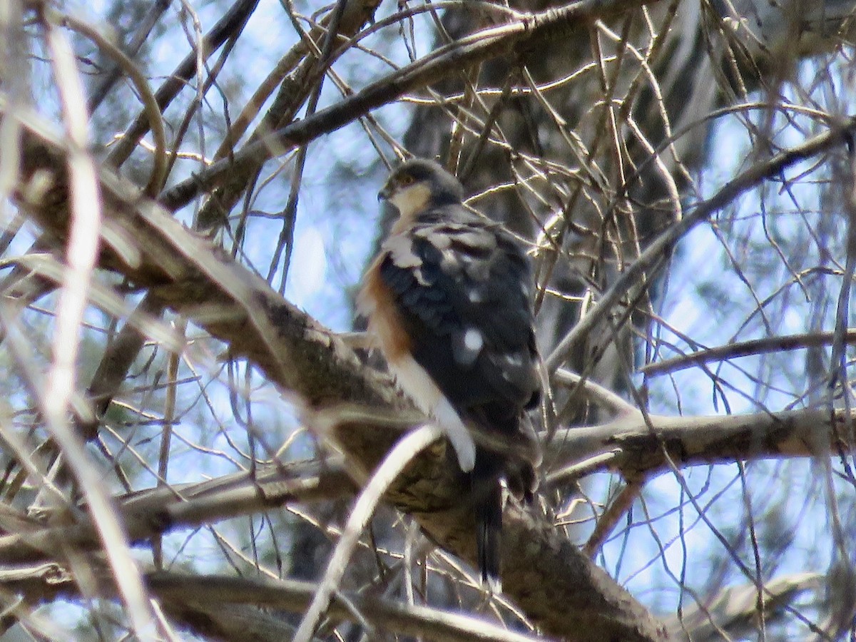 Rufous-breasted Sparrowhawk - ML618072756