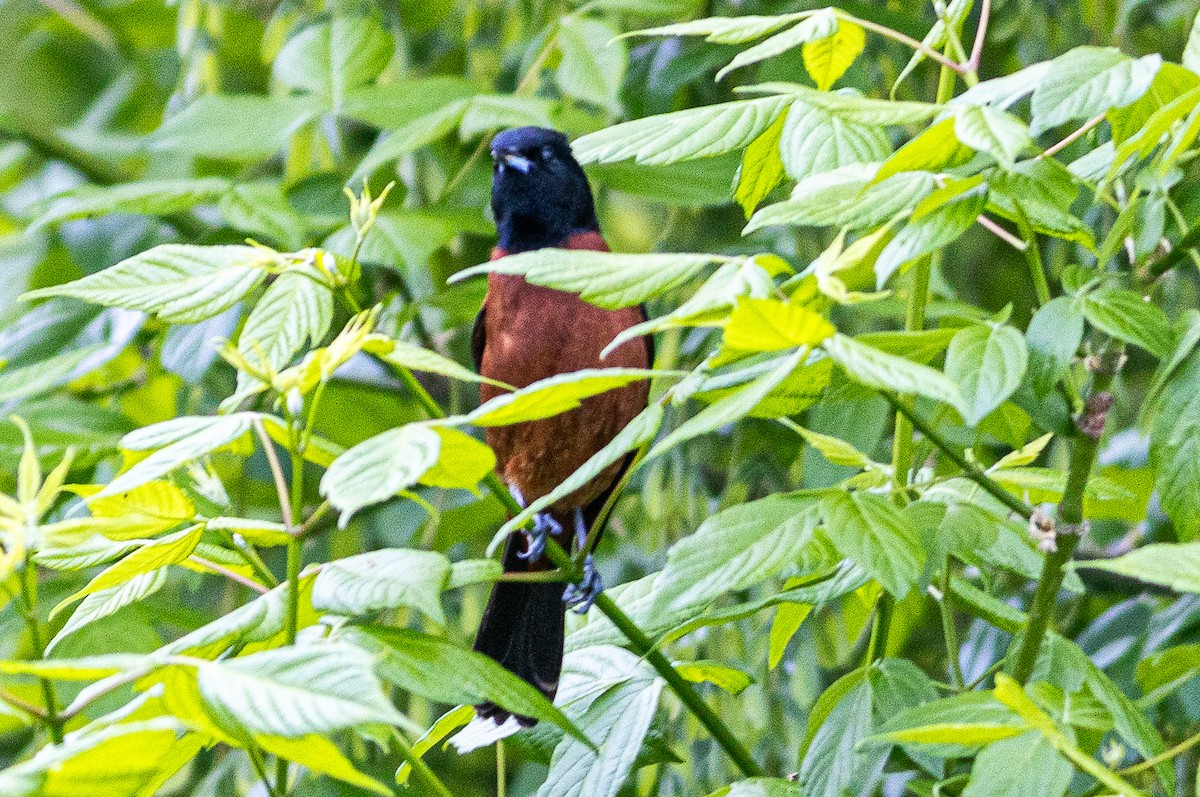 Orchard Oriole - Alex Shipherd