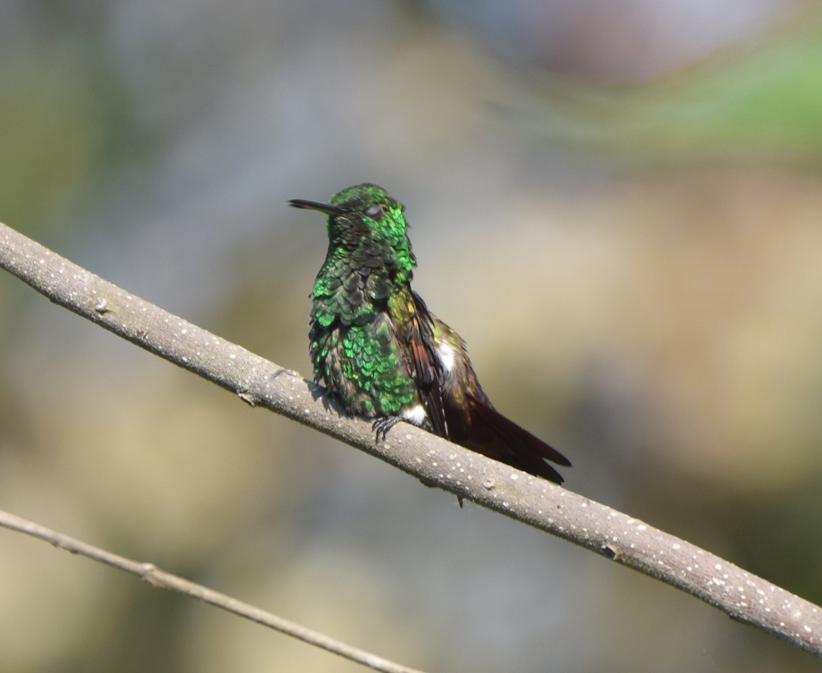 Blue-tailed Hummingbird - ML618072778