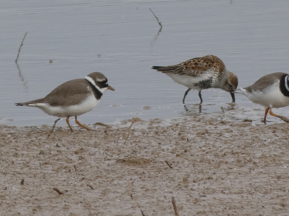 Dunlin - Xavi Andrés-Loire